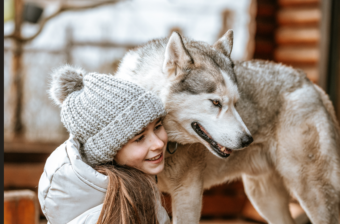 Gutschein – Kleine Rudelpause im Husky-Rudel