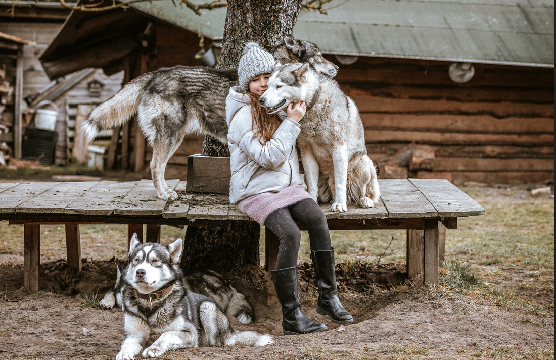 Gutschein – Kleine Rudelpause im Husky-Rudel