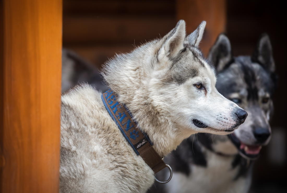 Gutschein – Kleine Rudelpause im Husky-Rudel