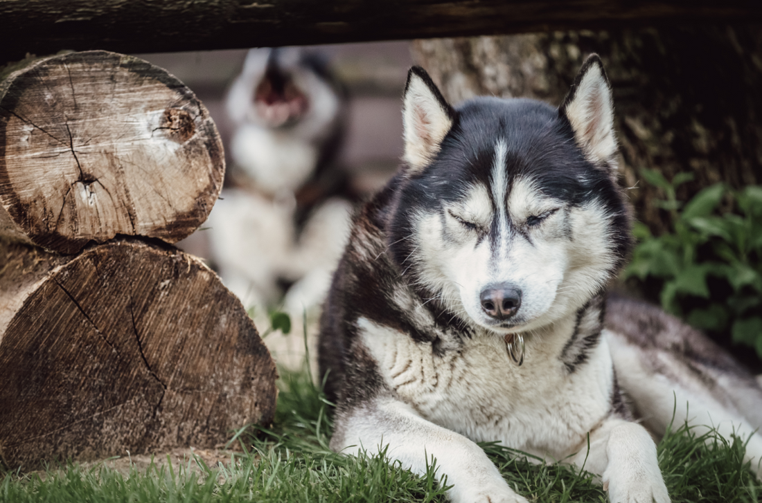 Gutschein – Kleine Rudelpause im Husky-Rudel