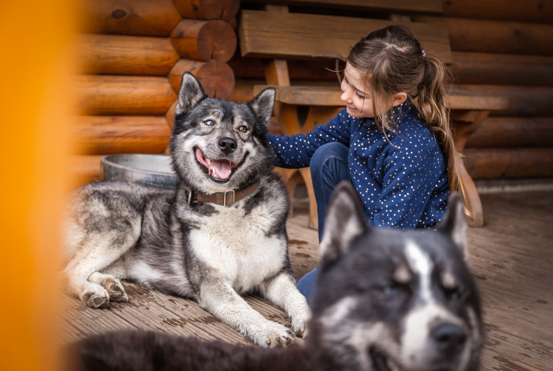 Gutschein – Kleine Rudelpause im Husky-Rudel