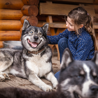 Gutschein – Kleine Rudelpause im Husky-Rudel