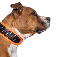 Tamer Hundehalsband Orange am Hund