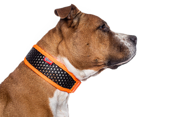 Tamer Hundehalsband Orange am Hund