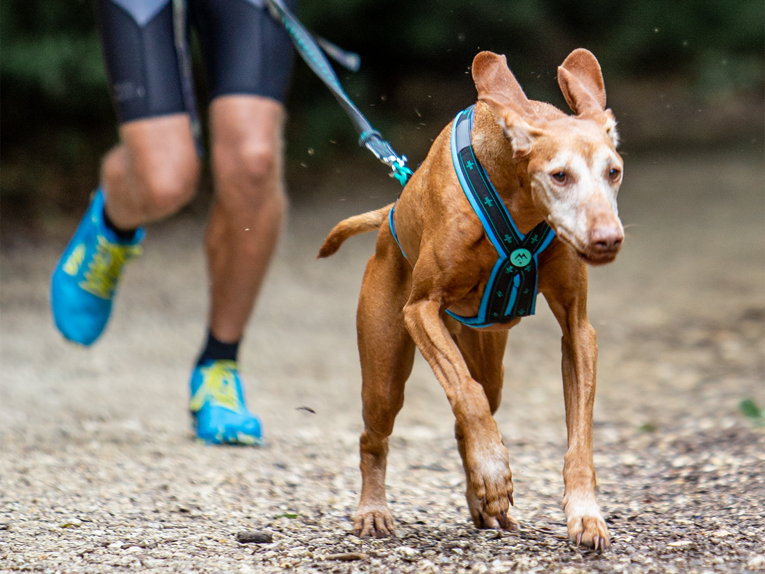 Musher KOYUK R-Back – Zuggeschirr für Hobby & Sport