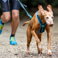 Musher KOYUK R-Back – Zuggeschirr für Hobby & Sport