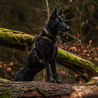 Line Harness Grip Working Dog