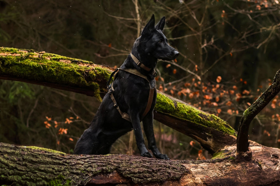 Line Harness Grip Working Dog