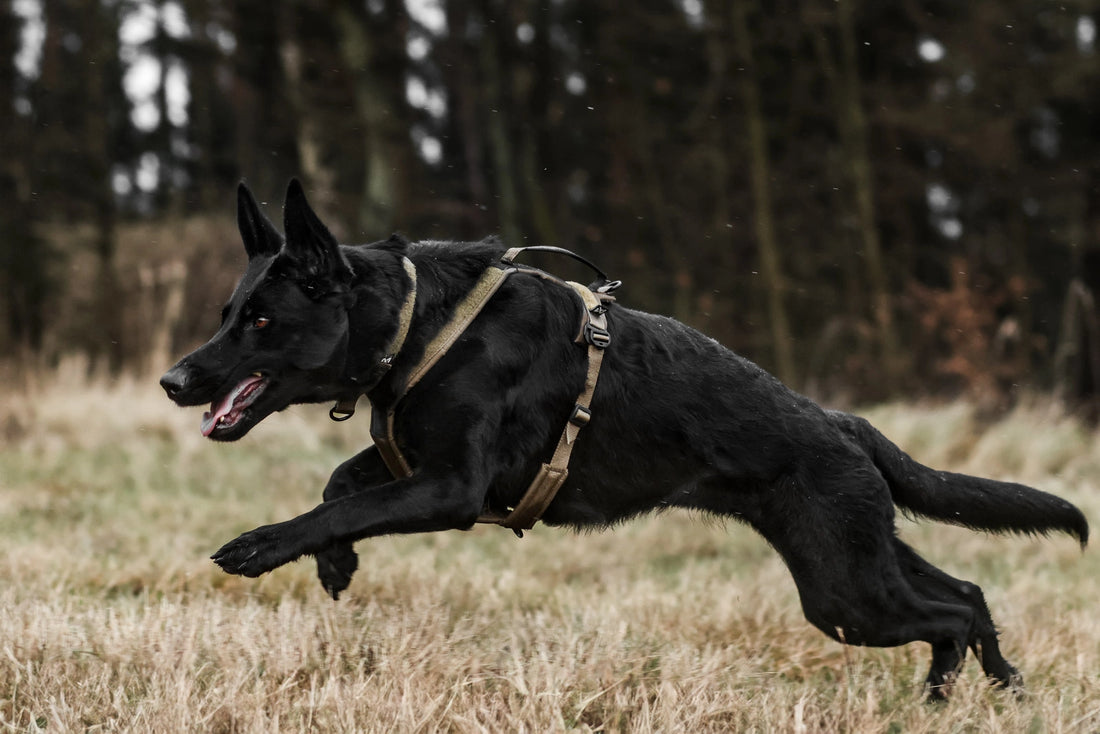 Line Harness Grip Working Dog