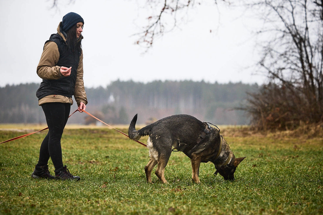 Line Harness Grip Working Dog