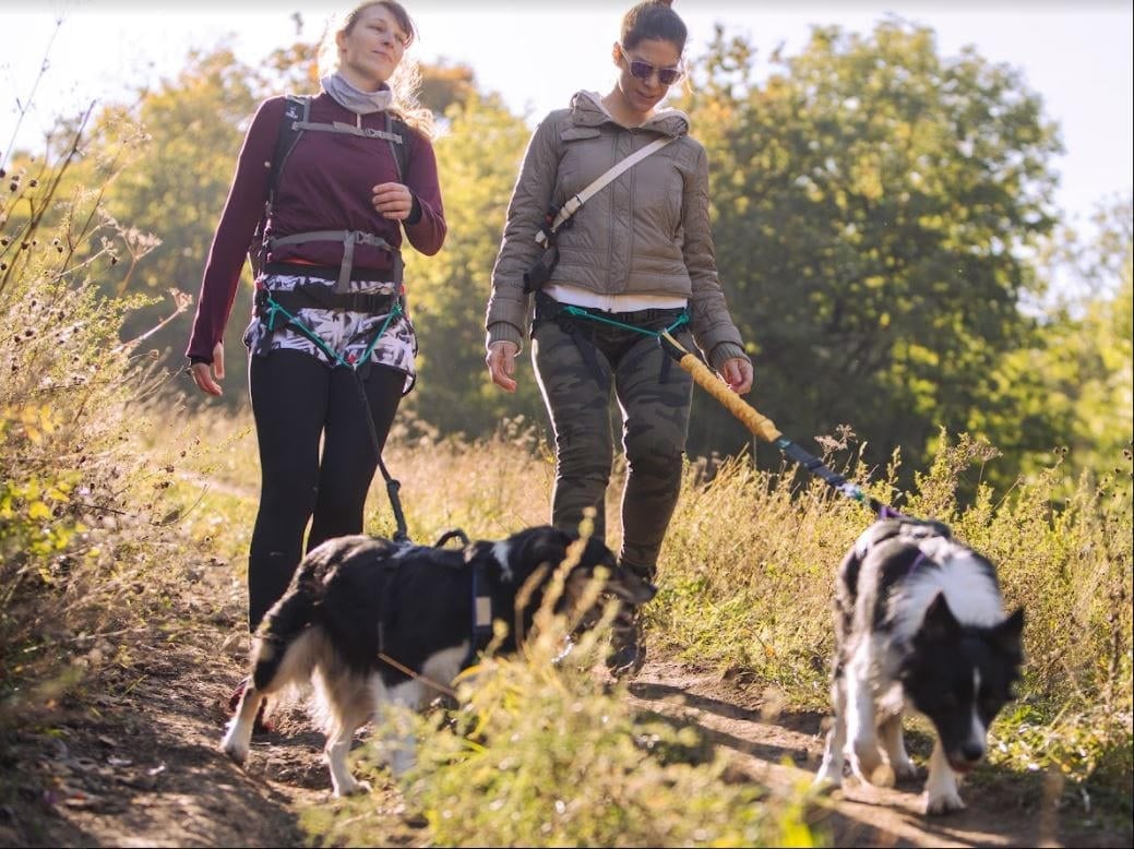 Zugleine von Musher im Einsatz von 2 Frauen mit Hund