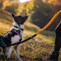 Musher Zugleine und Geschirr am Hund