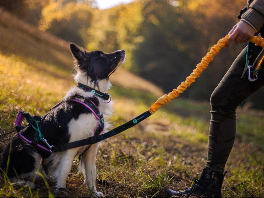 Musher Zugleine und Geschirr am Hund