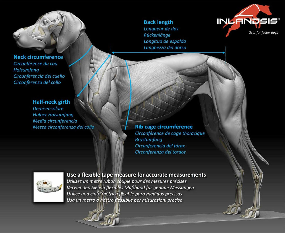 Open-Back Zuggeschirr für kleine & kompakte Hunde – ergonomisch, verstellbar & sicher